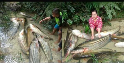 REZEKI...Dapat 27 Ekor Ikan Tapah Raksasa di Sungai Osang, Warga Koto Tuo Kampar Kaya Mendadak