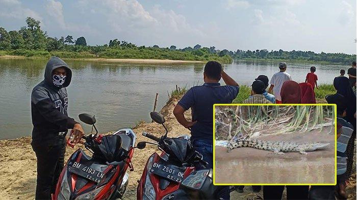 Gara-gara Buaya Berjemur, Warga Siak Hulu Ketakutan, Nelayan Takut Cari Ikan