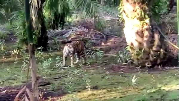 Cerita Warga Soal Teror Harimau di Pelangiran, Diduga Karena Anaknya Pernah Dimakan Penebang Kayu