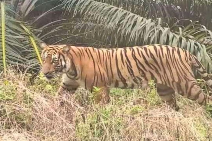 Mendengarkan Kecemasan Warga Mempura Ketika Kampung Mereka Diteror Harimau Sumatera