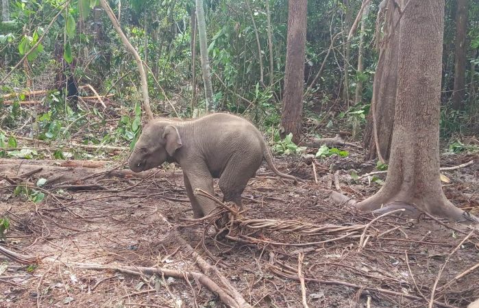 Kasihan! Bayi Gajah Sumatera Meronta Kesakitan Terkena Jerat Pemburu Babi di Inhu-Riau