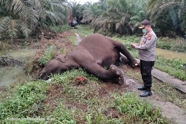 Gajah Sumatera Betina Menyusui Ditemukan Mati di Tualang Mandau