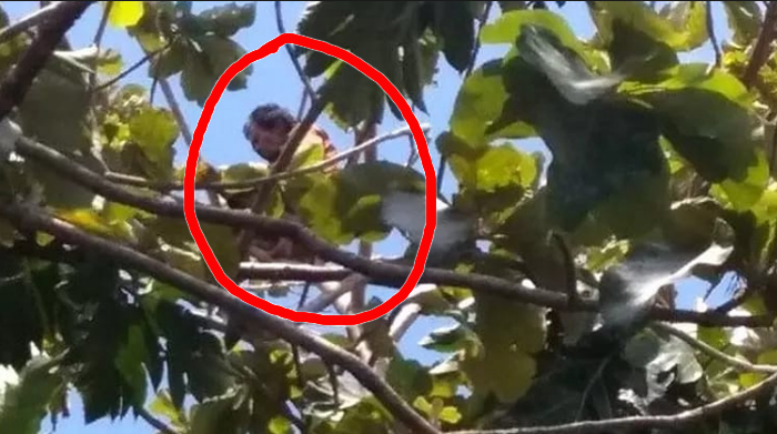 Nekat Shalat Diatas Pohon Jambu Setinggi 7 Meter, Probo Sutejo Tewas Terjatuh, Leher Patah, Kepala Luka 
