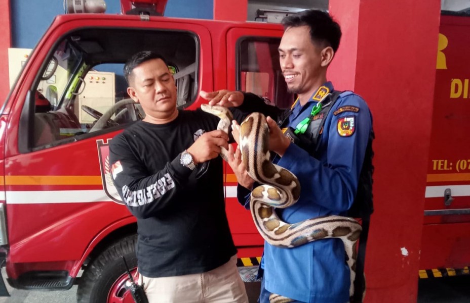 Selama Empat Bulan Ini, Tim DPKP Pekanbaru Banyak Melakukan Evakuasi Ular