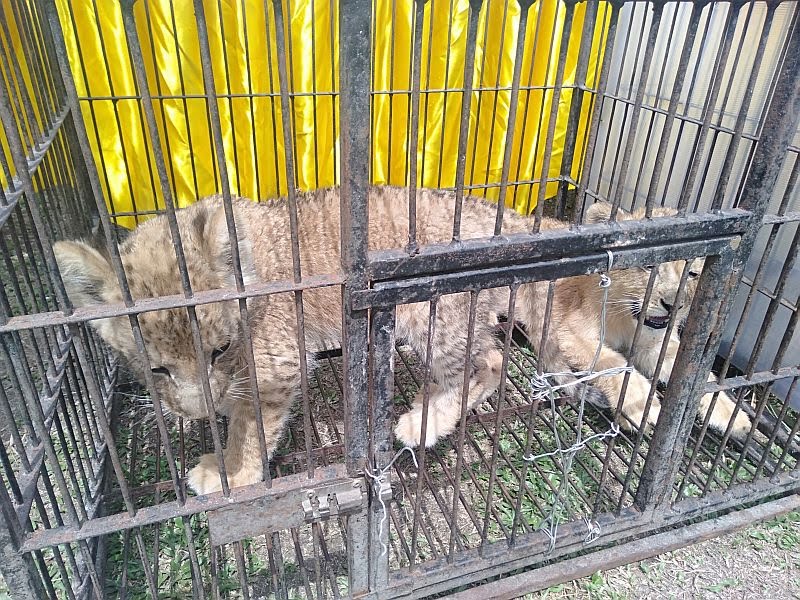 Kurir Ditangkap, Polda Riau Gagalkan Penyelundupan 4 Anak Singa dan Leopard dari Malaysia