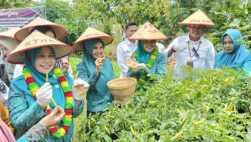 Pj.TP PKK Provinsi Riau dan  Pekanbaru Bantu Bibit Cabai  dan Panen Sayuran di  KWT Cemara
