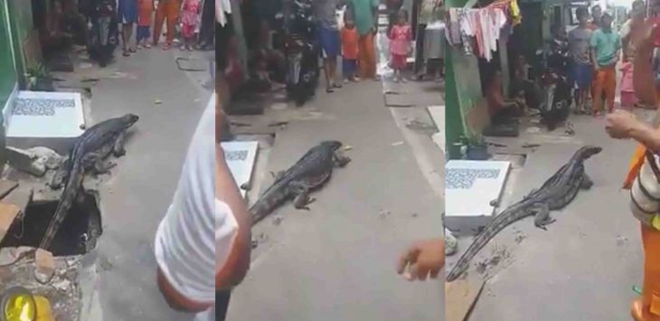 Busyet Dah, Ada Biawak Segede Komodo Muncul dari Selokan, Mangsa Kucing Warga, Ini Videonya