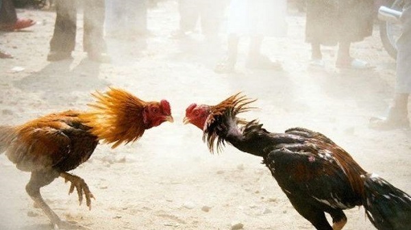NAAS, Pisau Ayam Aduan Tusuk Selangkangan Majikan Sendiri Hingga Tewas