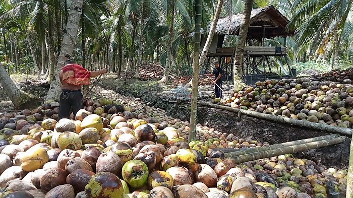 Gubri Tekankan Pentingnya Tata Kelola dan Niaga Kelapa