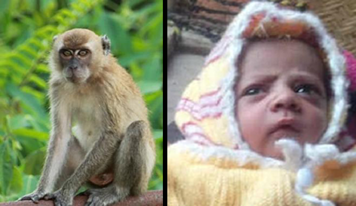 YA TUHAN... Bayi Usia 12 Hari Tewas Dibunuh Monyet, Ditemukan di Atap Rumah Tetangga