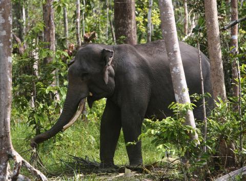 TEROR WARGA..Kawanan Gajah Rusak Tanaman di Rumbai Bukit