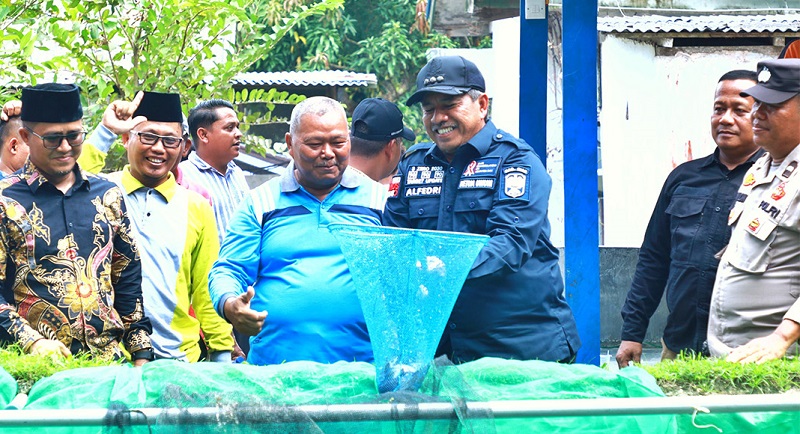 Alfedri Panen Perdana  Ikan Lele di Kampung Sawit Permai  Dayun