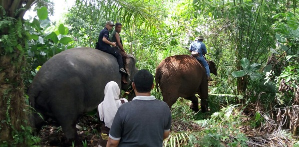Giring  Dua Gajah Liar, BKSDA Turunkan Dua Gajah Jinak ke Mumugo Tanah Putih