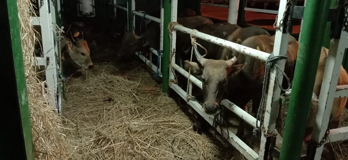 Didukung Pemerintah Pusat, Murni Dana Seknas BUMP Indonesia, 550 Ekor Sapi NTT Menuju Dumai