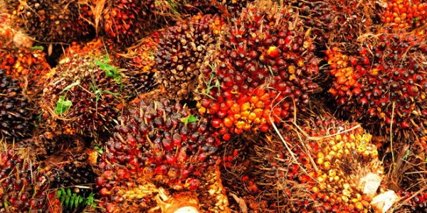 MEROSOT, Harga Sawit Pekan Ini di Bawa Rp2.000 Per Kilogram, Catat Penurunannya...