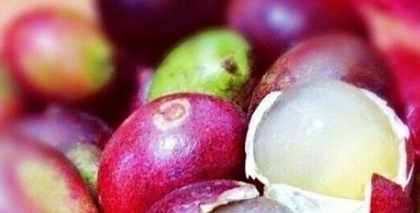 Jangan Dibuang, Ini Loh Khasiat Kulit, Biji dan Daging Buah Matoa, Bisa Bantu Obati  Jantung, Kanker dan Gula Darah...