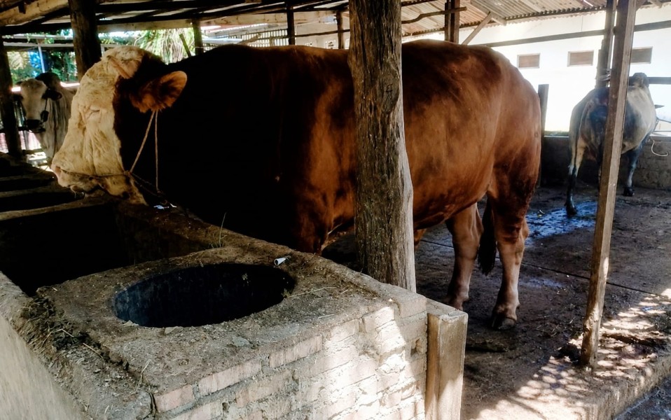 Bobotnya Hampir Se-Ton Sapi asal Dumai