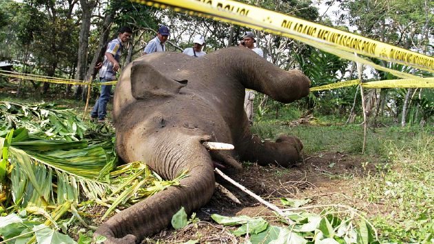 SYUKURLAH... WWF Sebut Kasus Kematian Gajah di Riau Menurun