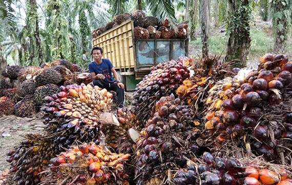 MAKIN MEWAH...Harga Sawit  di Riau Masih Tinggi, Rp2.098 per Kilogram