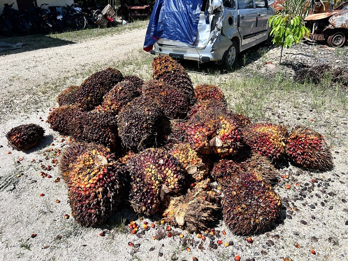 Tiga Pelaku Penggelapan Buah Sawit Milik PT. IIS Berhasil Di Amankan Satreskrim Polsek Singingi Hilir
