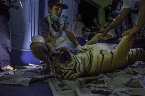 Pembunuh Harimau Sumatera Sedang Hamil Tua Divonis Tiga Tahun Penjara