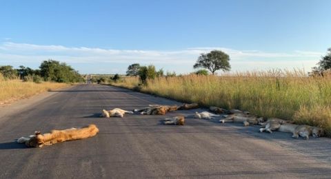 Tak Ada yang Keluar karena Corona, Kawanan Singa Tidur di Jalan Aspal hingga Buaya Asik Berjemur di Pantai