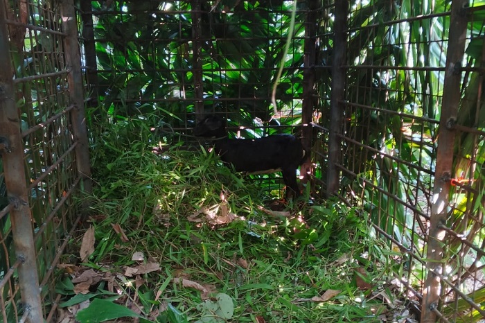 Sudah Diumpan Kambing, Harimau Sumatera di Desa Danai Belum Juga Masuk Perangkap