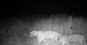 Warga Siak Kembali Diteror Harimau Sumatera, Penampakan di Bungaraya..