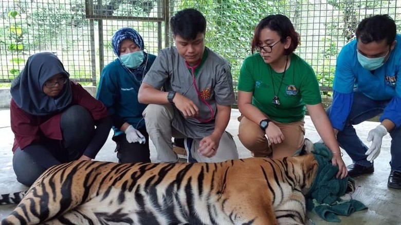 Alami Luka Serius, Begini Kondisi Inung Rio Harimau Sumatera Korban Jeratan di Riau