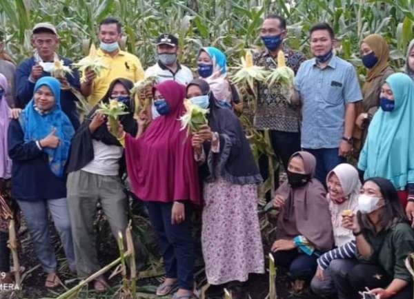 Kelompok Wanita Tani Mutiara Madani Panen Jagung