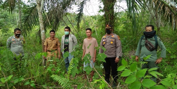 Nenek di Pelalawan  Diisukan Diserang Harimau Sumatera, Tapi BBKSDA dan Polisi Temukan Fakta Ini...