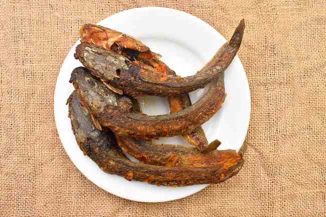 Manfaat Ikan Lele bagi Kesehatan Anak