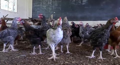 Kocak! Ditutup Gegara Covid-19, Bangunan Sekolah Ini Malah Disulap Jadi Peternakan Ayam