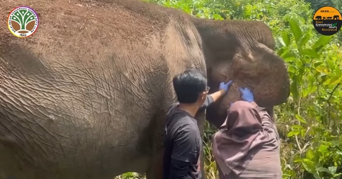 BBKSDA Riau bersama PT RAPP Lakukan Pemeriksaan Kesehatan dan Pengobatan  Gajah Sumatra di Tesso Nilo