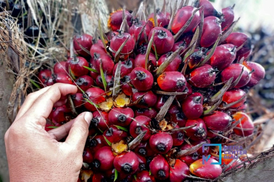 Naik, Ini Daftar Harga Kelapa Sawit Petani Mitra Swadaya Riau Periode 6-12 September 2023