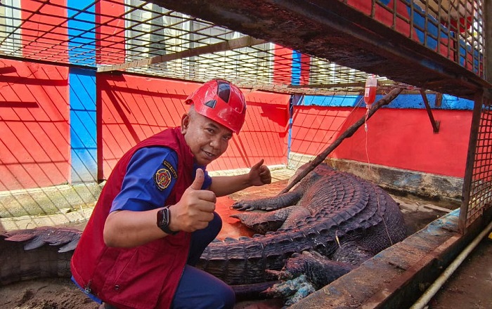 Tiga Minggu Buaya Monster Yang Ditangkap di Reteh Inhil Tak Mau Makan, Terpaksa Diinfus...