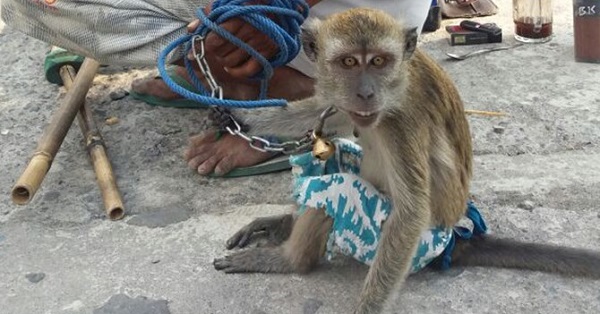 Duh, Serem.... Monyet Serang dan Seret Bocah Saat Pertunjukan Topeng