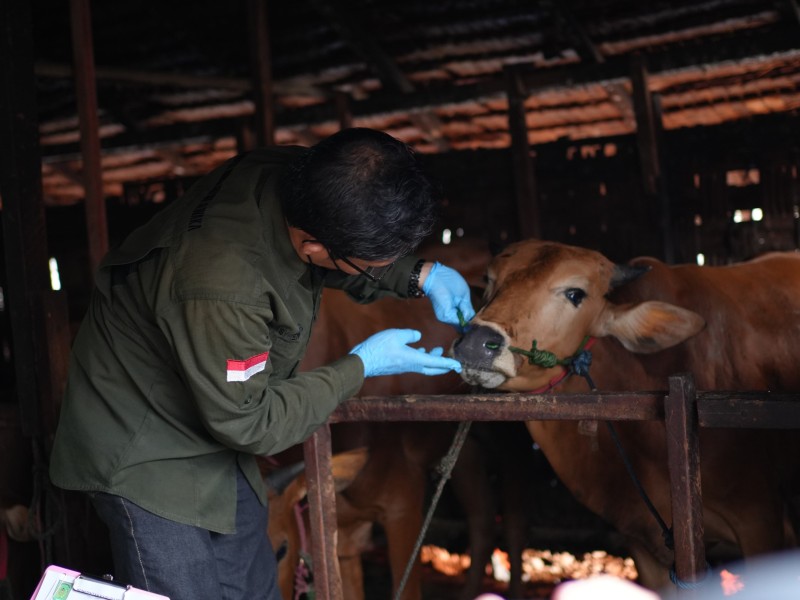 Tinjau Kesehatan Sapi Bantuan Presiden, Bupati Inhil Tekankan Pentingnya Hewan Kurban Diperiksa Berkala