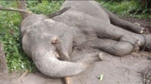 BBKSDA Riau Ungkap 23 Kematian Gajah  Akibat Kerusakan Habitat
