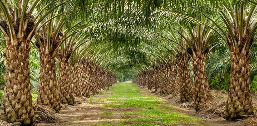 Siap-siap, Harga CPO Bakal  Naik Lagi ...