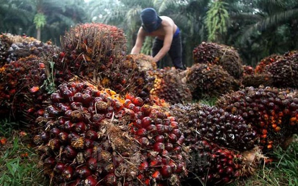 Turun Tipis, Sepekan ke Depan, Harga TBS Sawit di Riau Rp3.440,83 