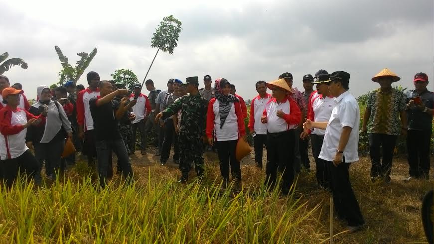 Suwanto: 60 Persen Lahan Pertanian di Bungaraya Sudah Dipanen