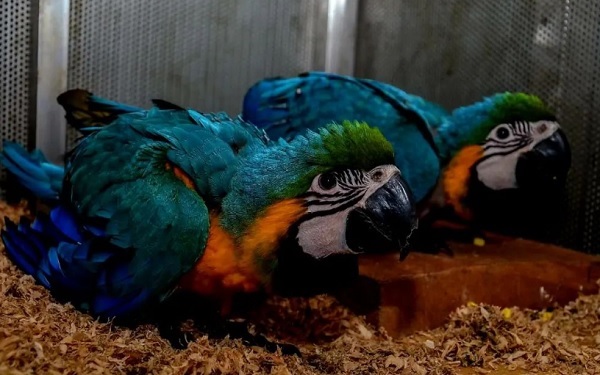 BBKSDA Lepasliarkan Ratusan Burung Unik Hasil Perdagangan Liar di Pangkalan Kerinci