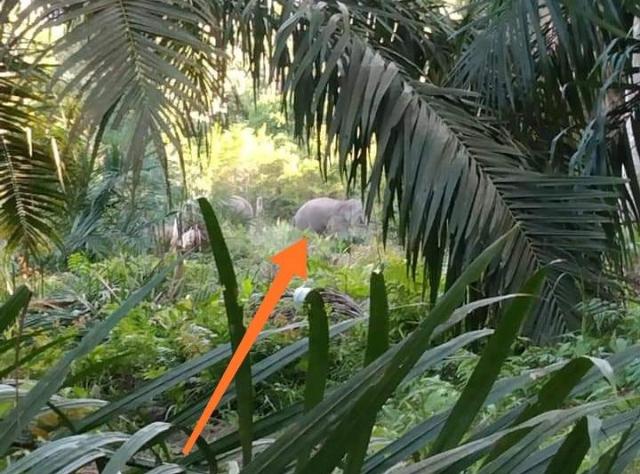 Warga Terusan Gempar, Puluhan Ekor Gajah Masuk Kampung dan Rusak Tanaman Sawit, Karet dan Pisang