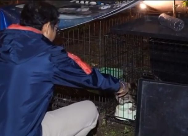 Sandiaga Uno Berduka, Kucing Kesayangannya Jadi Korban Tabrak Lari, 'Padahal Lagi Sayang-sayangnya'
