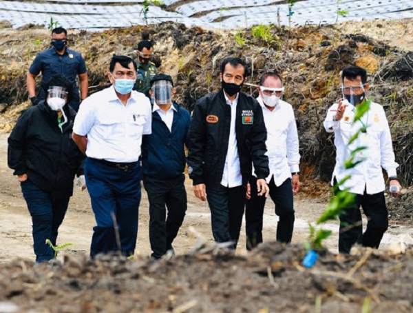 Didampingi Luhut Pandjaitan, Jokowi Tinjau Lahan Food Estate di Sumut, ''Kita Lihat 2,5  Bulan Lagi Bisnisnya Bagaimana...''
