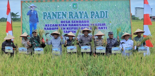 Plt Bupati Asmar Ikuti Panen Raya Padi di Desa Sendaur