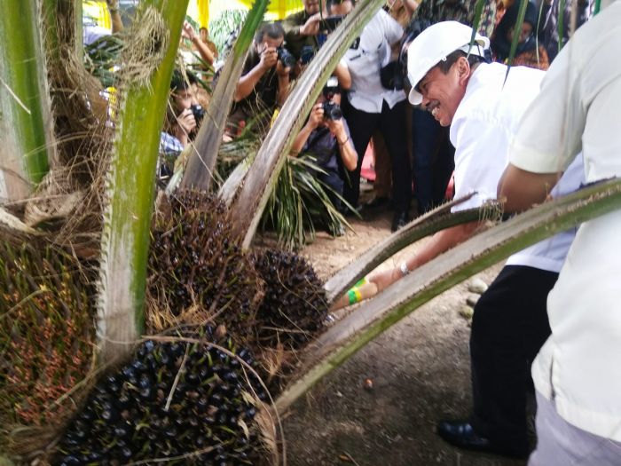 Bupati Syamsuar Panen Perdana Kebun Peremajaan Sawit Rakyat di Siak