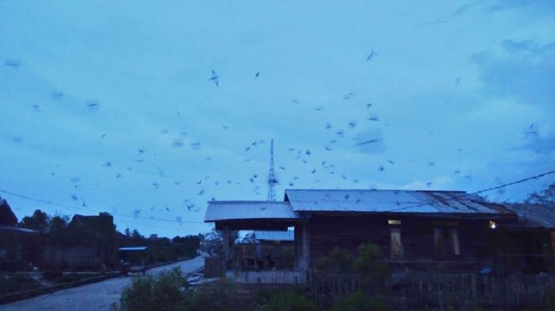 HEBOH...Ratusan Burung Walet Serbu Rumah Warga di Kampung Baru-Meranti, Ternyata...