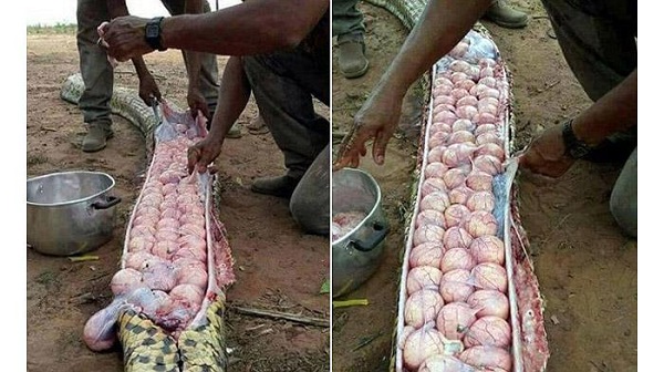 TAHU INI APA? Puluhan Warga Memakannya, Katanya Jarang-jarang Bisa Dapat Begini.....